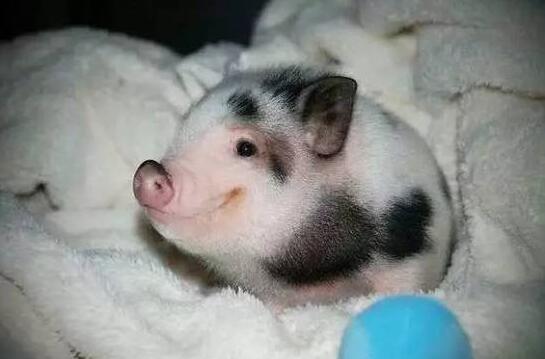 女施主搞笑段子,女施主请留步搞笑段子