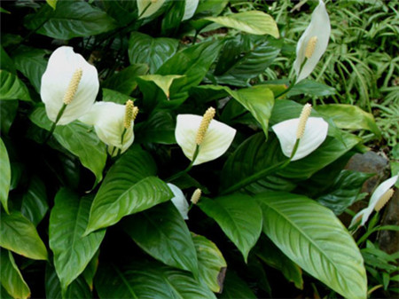 耐阴耐旱好养的室内盆栽,十大公认最好闻的盆栽