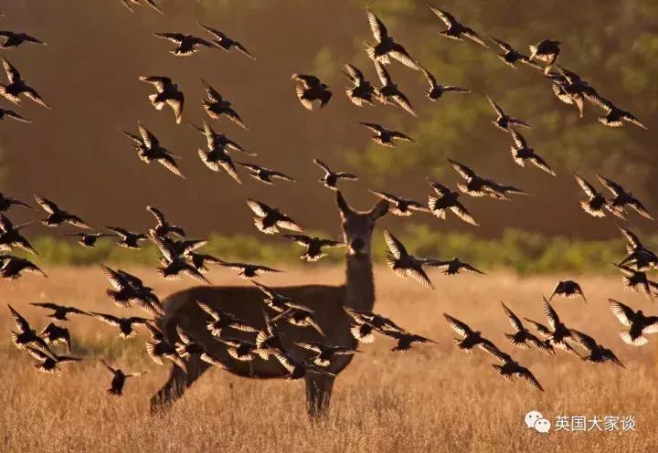 华人伦敦遭鹿攻击酿惨剧，事发地里士满公园警告：务必离鹿50米！