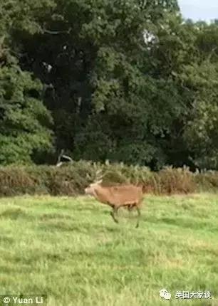 华人伦敦遭鹿攻击酿惨剧，事发地里士满公园警告：务必离鹿50米！