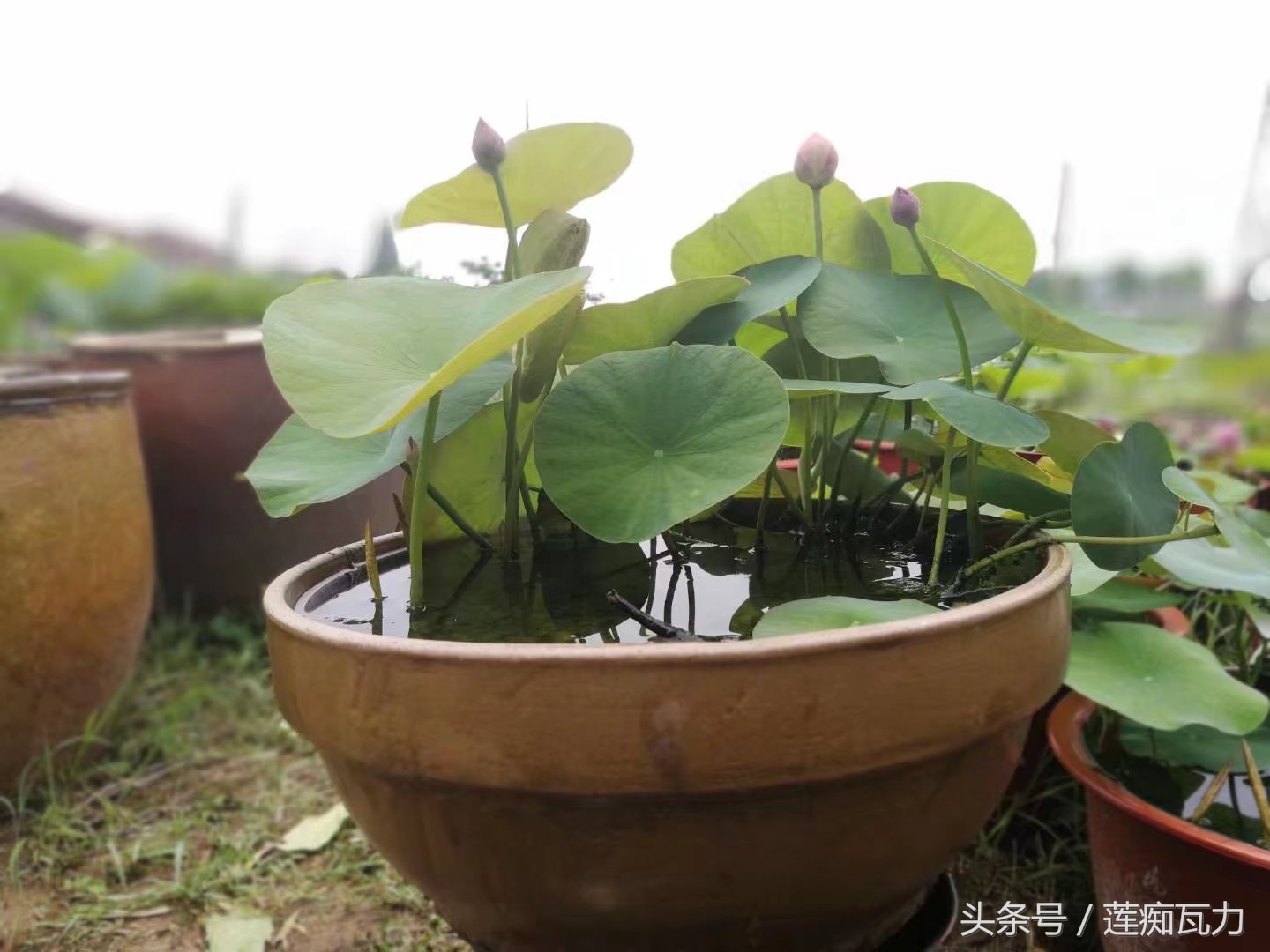 碗莲种植三大坑,碗莲种植记录和图片