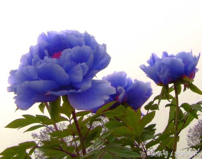 以郑州为中心的河南景点5日游全攻略都在这里了，你还在等什么！