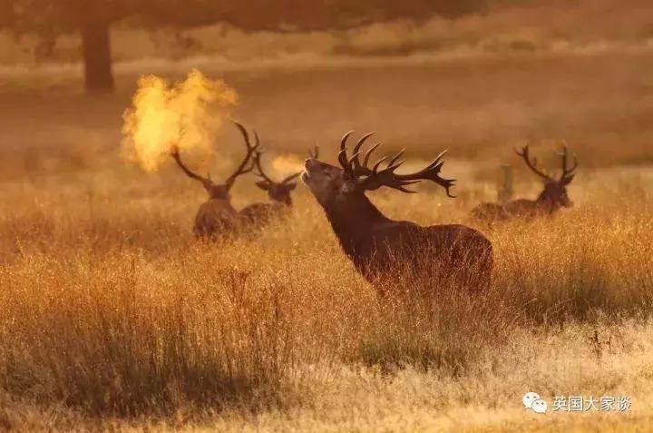 华人伦敦遭鹿攻击酿惨剧，事发地里士满公园警告：务必离鹿50米！