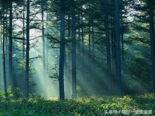 古董蜜蜡是什么,古董蜜蜡怎么形成的