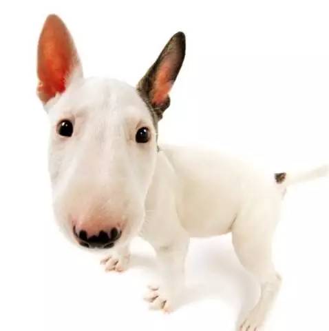 黄色毛的狗狗是什么品种,狗狗品种大全及图片与介绍