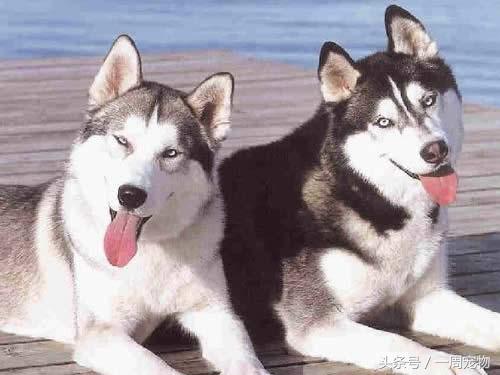 哈士奇的性格特点,哈士奇几岁性格稳定