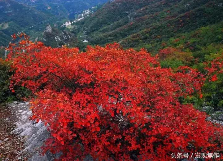 2016年焦作红叶节,焦作神农山红叶节