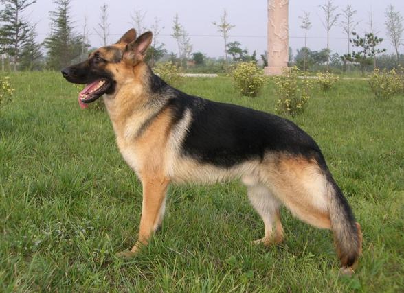 黄色毛的狗狗是什么品种,狗狗品种大全及图片与介绍