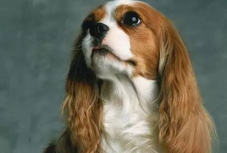 黄色毛的狗狗是什么品种,狗狗品种大全及图片与介绍