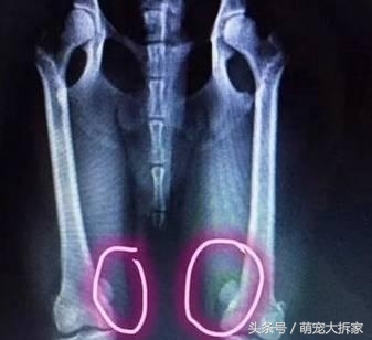 狗狗能不能像人一样直立行走,狗狗逆天直立行走视频