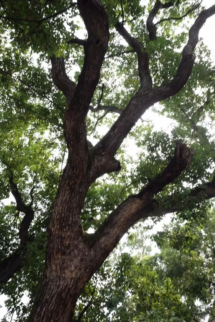 「红棉·长河」三棵古树牵出的百年铁路