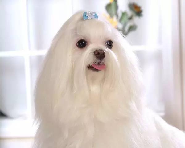 黄色毛的狗狗是什么品种,狗狗品种大全及图片与介绍