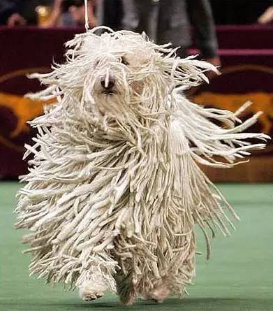 黄色毛的狗狗是什么品种,狗狗品种大全及图片与介绍