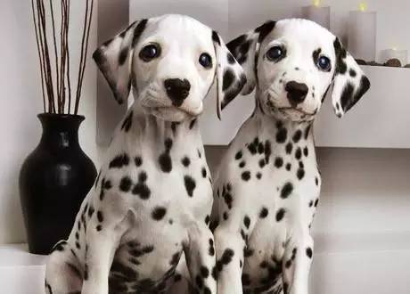 黄色毛的狗狗是什么品种,狗狗品种大全及图片与介绍