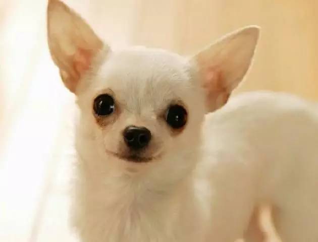 黄色毛的狗狗是什么品种,狗狗品种大全及图片与介绍