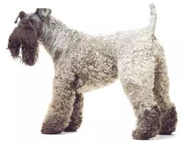 黄色毛的狗狗是什么品种,狗狗品种大全及图片与介绍