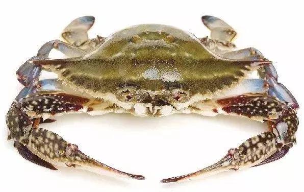 观复淡成：蝤蛑（yóumóu），别只顾低头吃