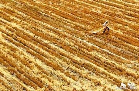 原阳为什么产大米,央视评价原阳大米