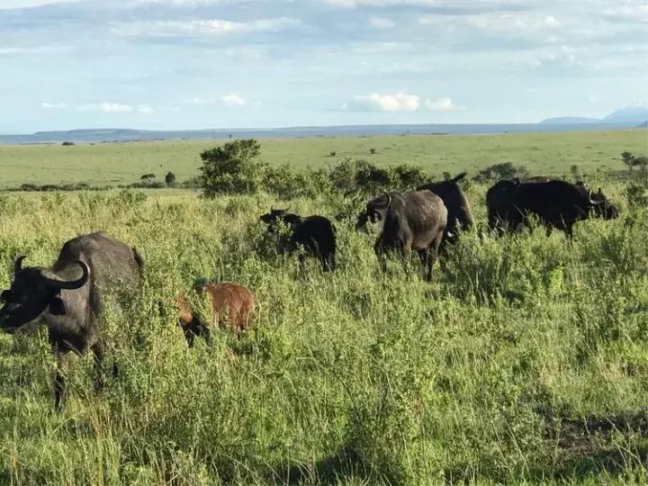 曾哥美国视频,曾哥美国