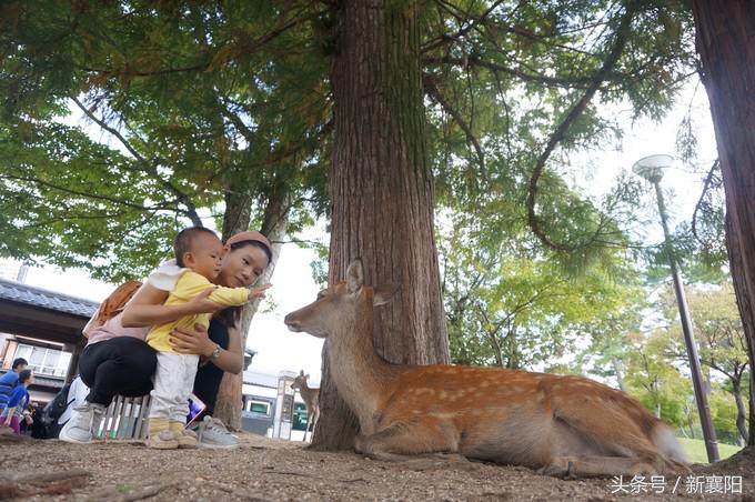 带娃去日本一周自由行,带四岁孩子去日本穷游攻略