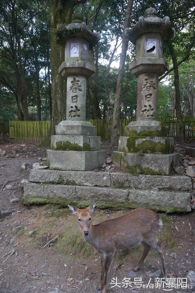 带娃去日本一周自由行,带四岁孩子去日本穷游攻略