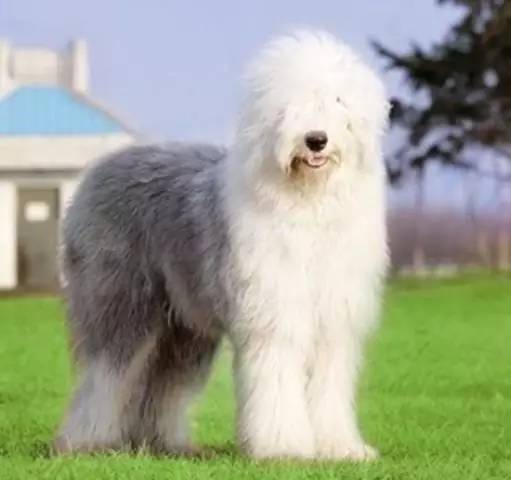 黄色毛的狗狗是什么品种,狗狗品种大全及图片与介绍