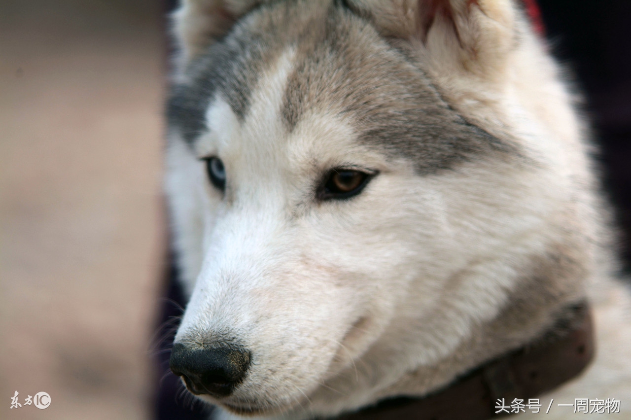哈士奇的性格特点,哈士奇几岁性格稳定