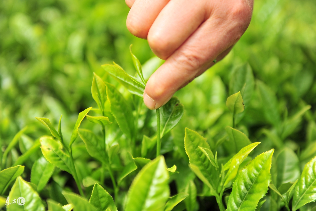 贵州哪个茶叶入选中国十大名茶,顶级白茶照片中国十大名茶