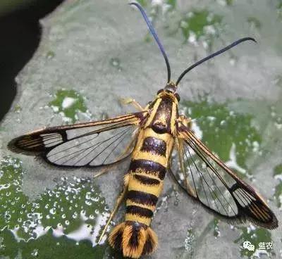 你的果园都有什么,果园里面有什么病