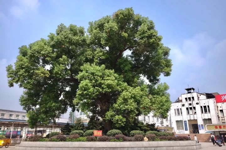 「红棉·长河」三棵古树牵出的百年铁路