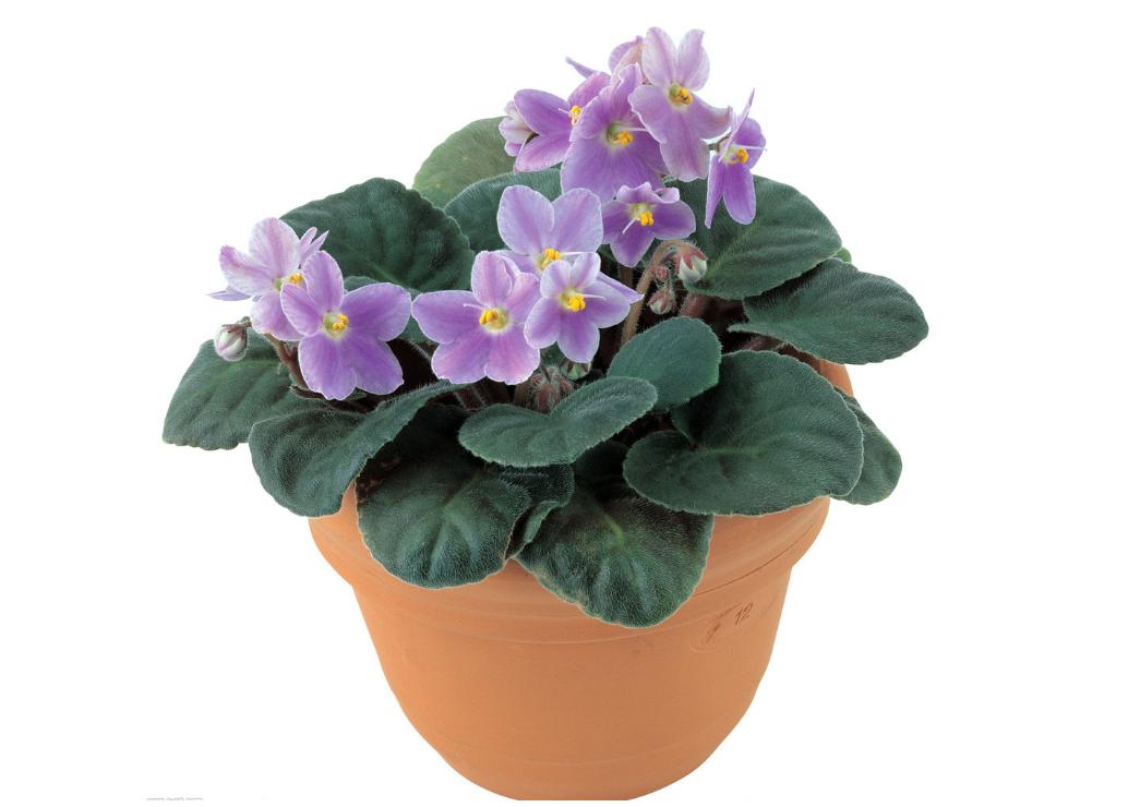 紫罗兰花草作用及功效与禁忌,紫罗兰花卉怎样养护和管理