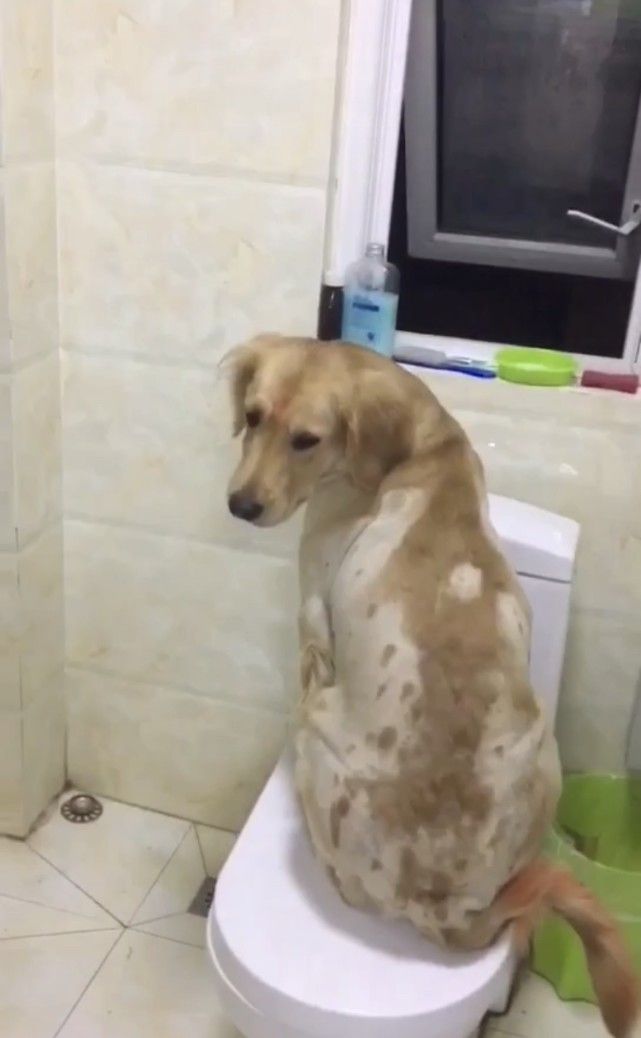 閾插睅瀹樿濡備綍姝ｇ‘鐨勪负鐙楃嫍姊虫瘺,閾插睅瀹樼粰鑷繁瀹剁嫍鍓冩瘺