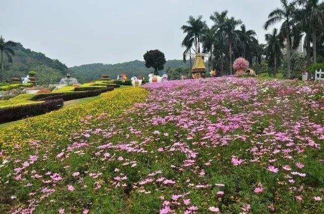 美得不像样子！广州秋季“花潮”来袭，你最想和谁一起看