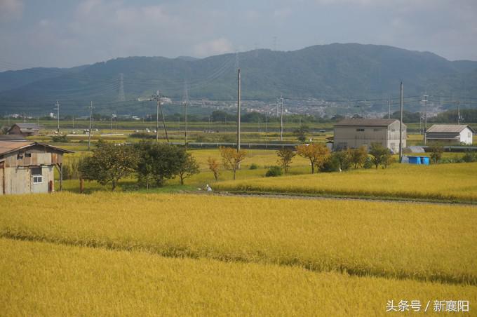 带娃去日本一周自由行,带四岁孩子去日本穷游攻略
