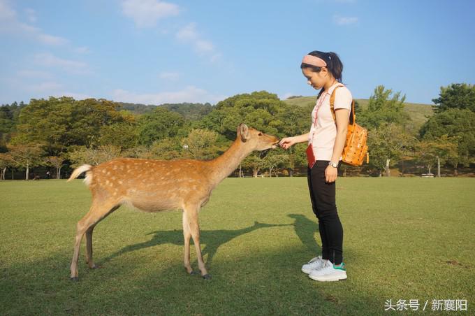 带娃去日本一周自由行,带四岁孩子去日本穷游攻略