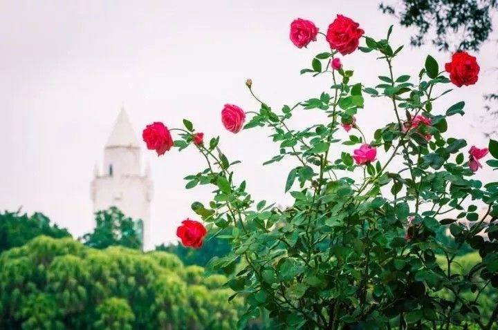 美得不像样子！广州秋季“花潮”来袭，你最想和谁一起看