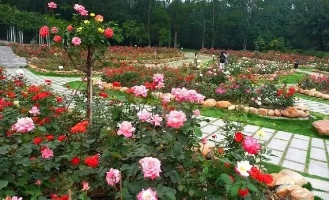 美得不像样子！广州秋季“花潮”来袭，你最想和谁一起看