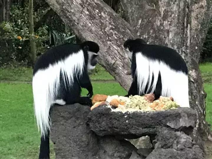 曾哥美国视频,曾哥美国