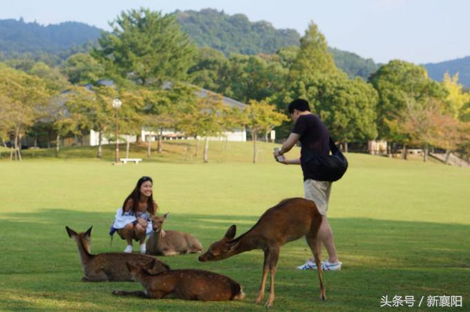 带娃去日本一周自由行,带四岁孩子去日本穷游攻略