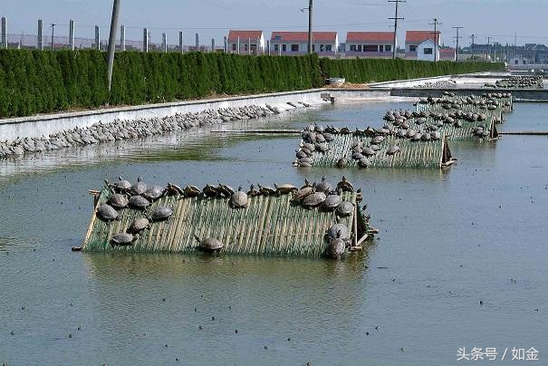 稻田养甲鱼如何赚钱,稻田养甲鱼一亩成本多少钱