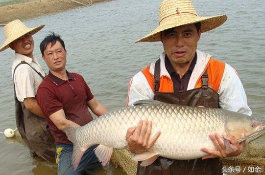 今日草鱼苗种价格行情,草鱼养殖成本多少钱一斤