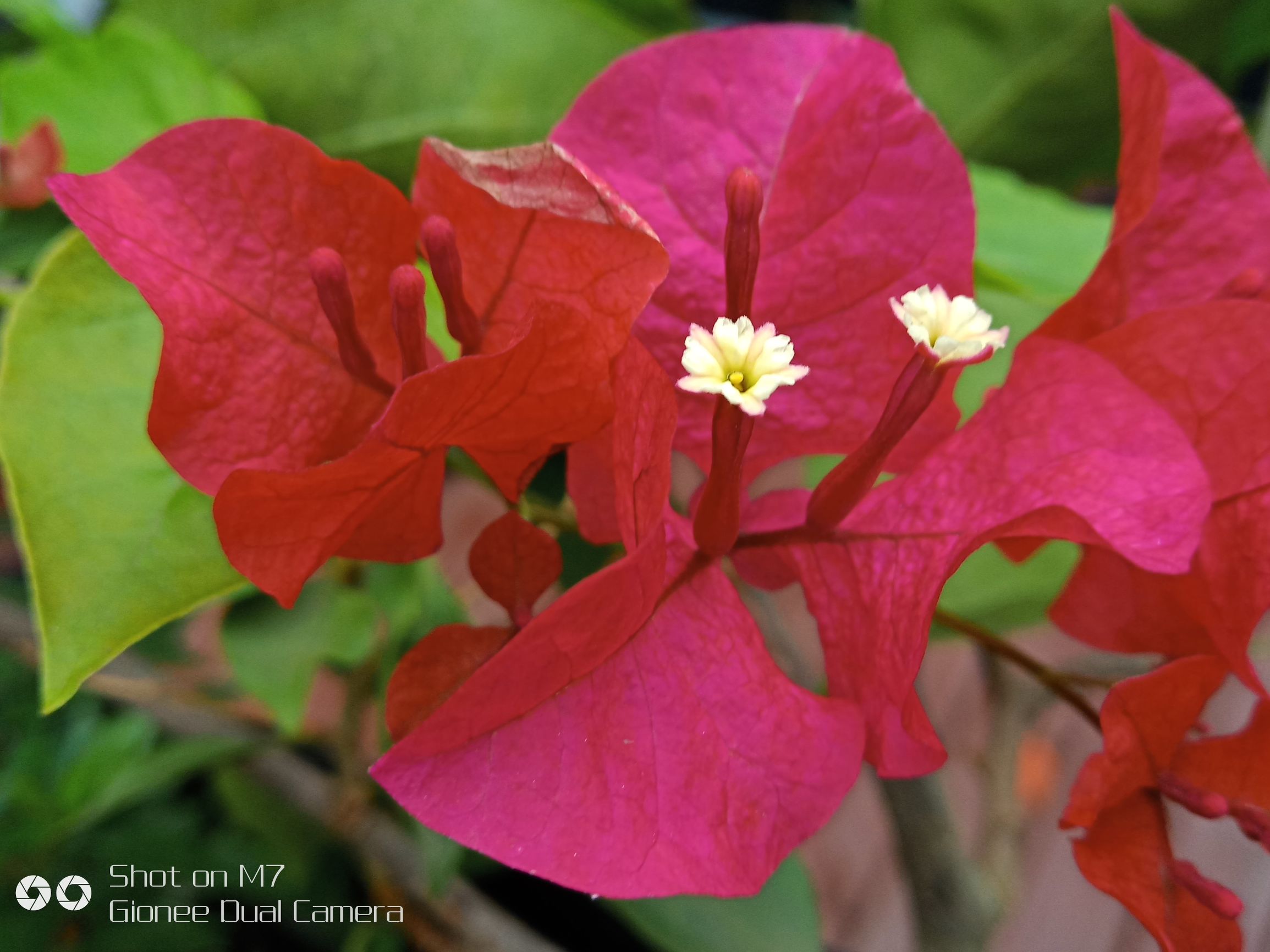 金立m7评测完整版,金立m7测评