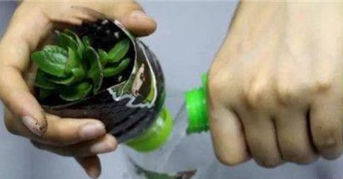 懒人自动吸水瓶养花,塑料瓶懒人花盆自动吸水