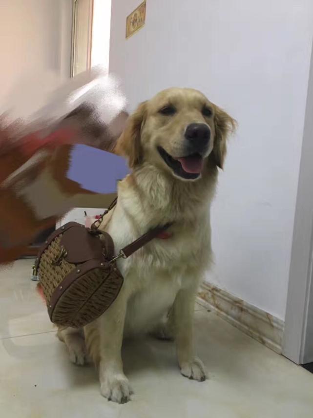 閾插睅瀹樿濡備綍姝ｇ‘鐨勪负鐙楃嫍姊虫瘺,閾插睅瀹樼粰鑷繁瀹剁嫍鍓冩瘺