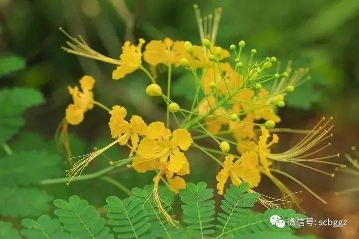 美得不像样子！广州秋季“花潮”来袭，你最想和谁一起看