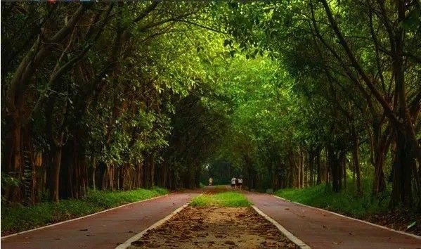 美得不像样子！广州秋季“花潮”来袭，你最想和谁一起看