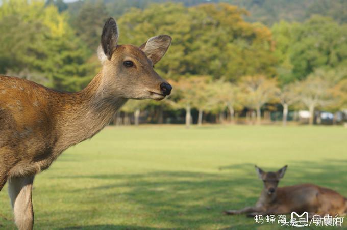 带娃去日本一周自由行,带四岁孩子去日本穷游攻略