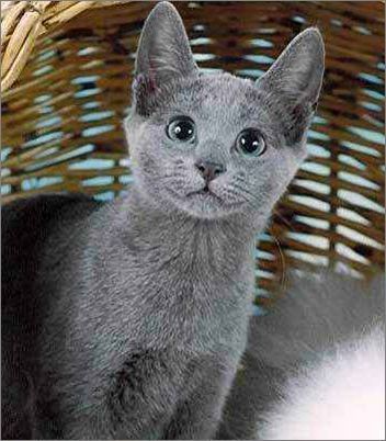 母猫为什么老是在被子上撒尿,母猫绝育后乱撒尿原因