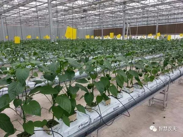 无土栽培营养液配方表,无土栽培技术视频大全