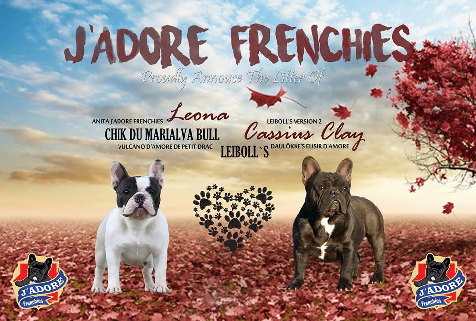 法国斗牛犬人工育种示范,法国斗牛犬养殖方法和技巧